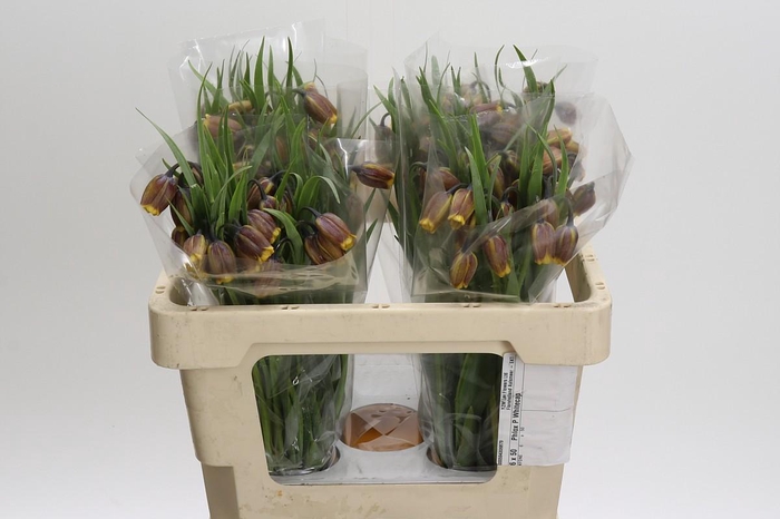Fritillaria uva-vulpis