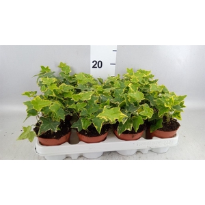 HEDERA 'GOLDCHILD' .