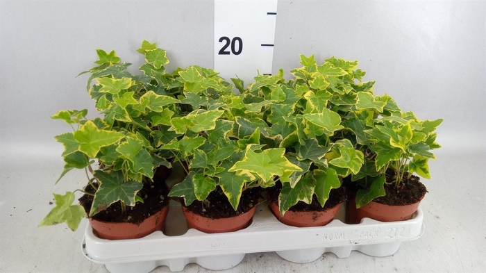 <h4>HEDERA 'GOLDCHILD' .</h4>