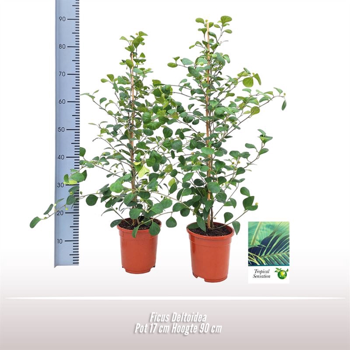 <h4>Ficus Deltoidea</h4>