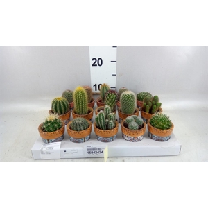 Cactus   ...