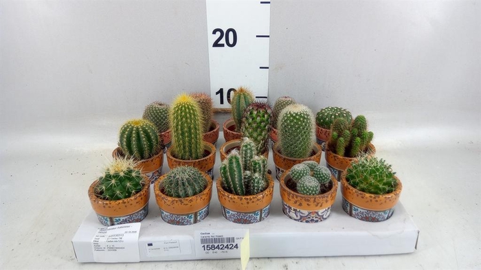 <h4>Cactus   ...</h4>