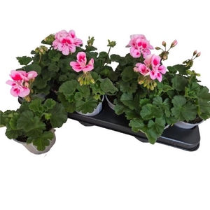 PEL ZON TOSC SIL LIN