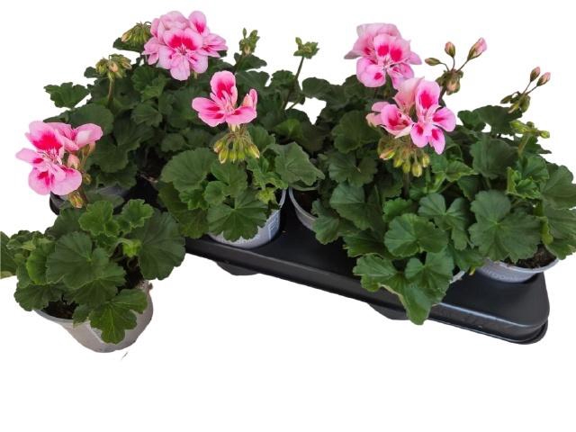 <h4>PEL ZON TOSC SIL LIN</h4>