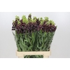 Fritillaria Persica