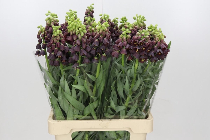 <h4>Fritillaria Persica</h4>