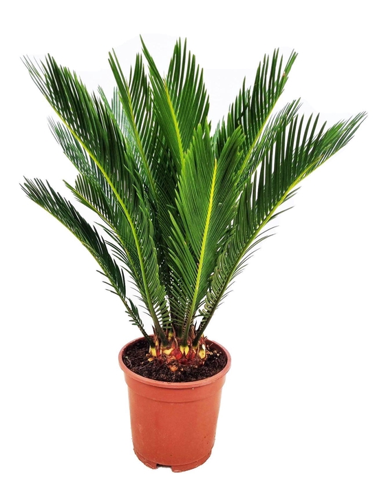 <h4>Cycas revoluta</h4>