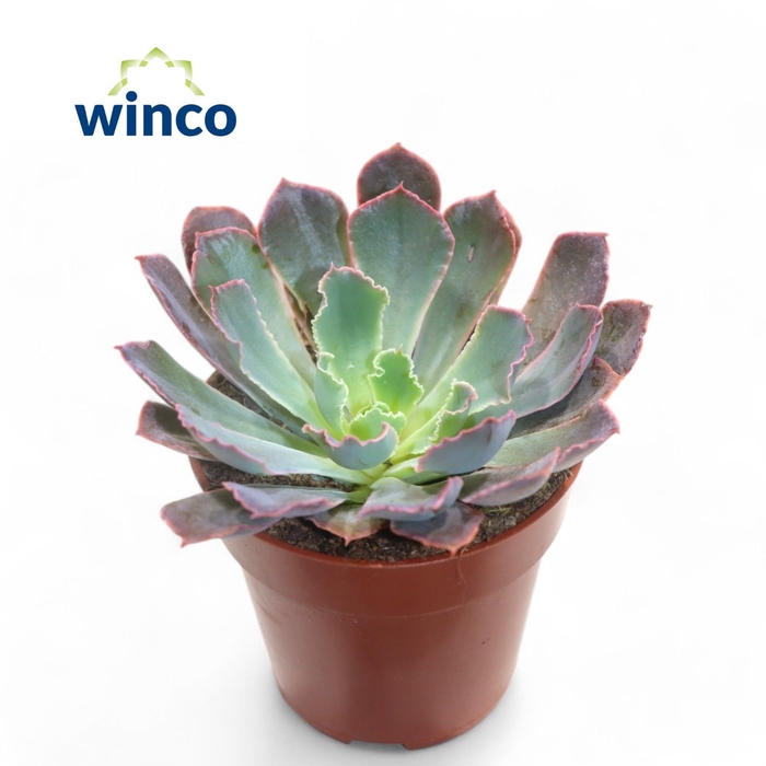 <h4>Echeveria Neonbreaker</h4>