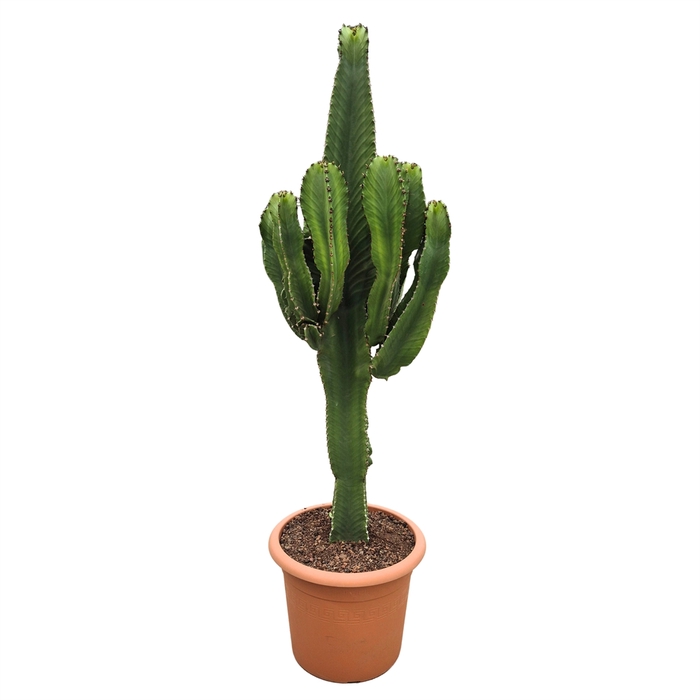<h4>Euphorbia ingens</h4>