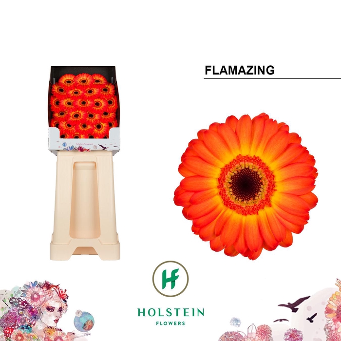 <h4>Ge Mi Flamazing</h4>
