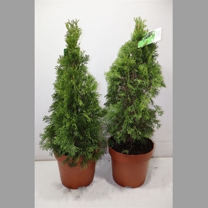 Thuja O Smaragd