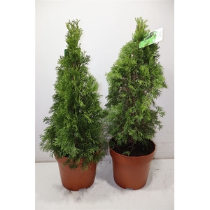 arr8 Thuja O Smaragd