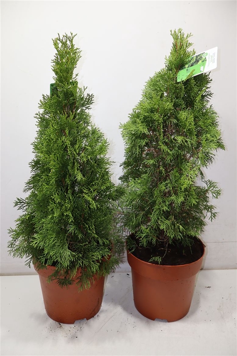 <h4>Thuja O Smaragd</h4>