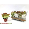 Kalanchoe Thyrsifl