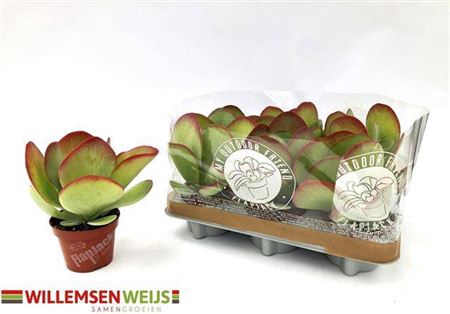 Kalanchoe Thyrsifl
