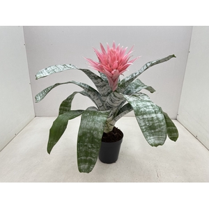 Aechmea fasciata Primera