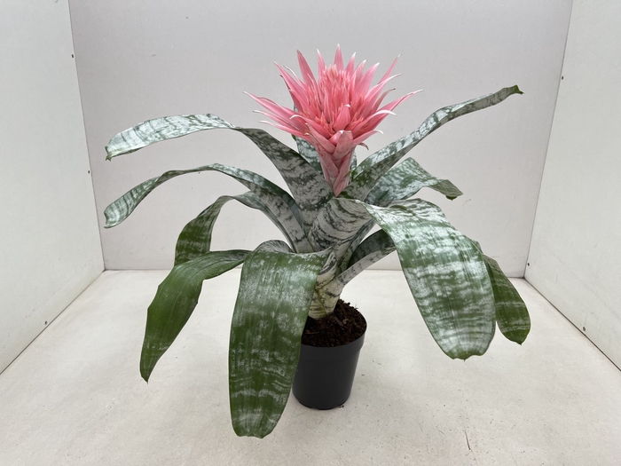 <h4>Aechmea fasciata Primera</h4>