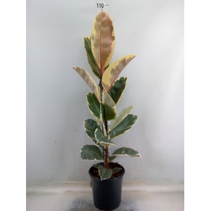 Ficus elastica 'Tineke'