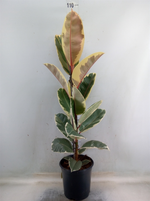 <h4>Ficus elastica 'Tineke'</h4>