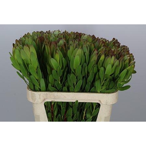 Leucad Saf Goldstrik