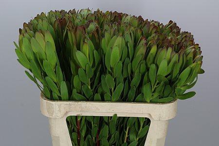 <h4>Leucad Saf Goldstrik</h4>