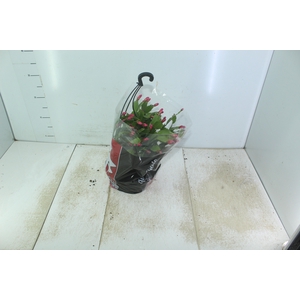 FLOR DE MAIO C21