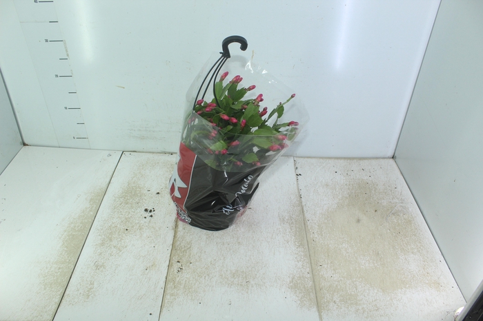 <h4>FLOR DE MAIO C21</h4>