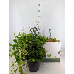 Hedera helix 'Wilco'