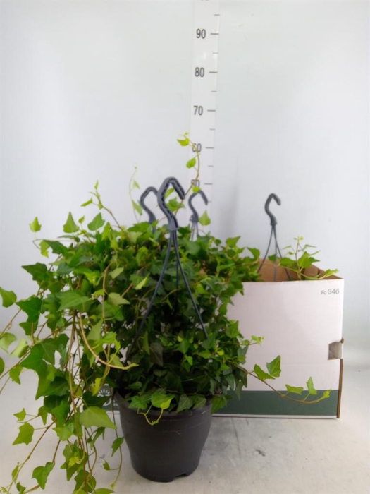 <h4>Hedera helix 'Wilco'</h4>