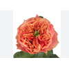 ROSA GARDEN KENSINGTON 040 CM