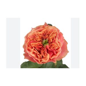 ROSA GARDEN KENSINGTON 050 CM