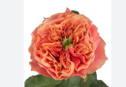ROSA GARDEN KENSINGTON 040 CM