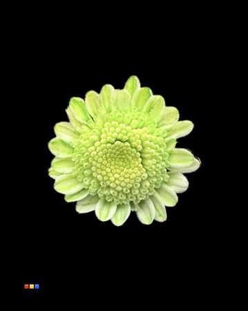 Chr T Stallion Dusty Green