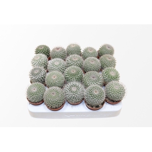 Mammillaria Hahniana