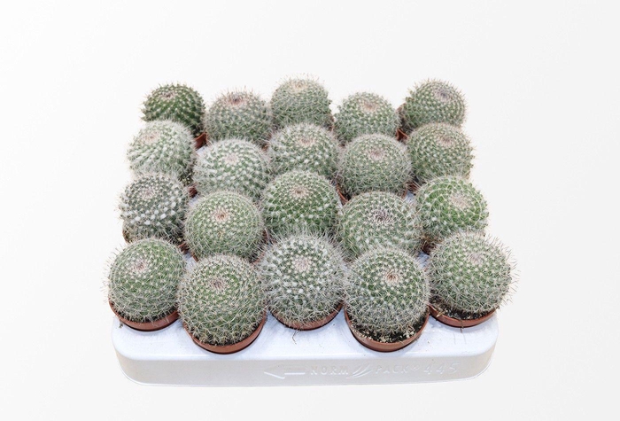 Mammillaria Hahniana