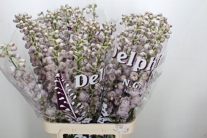 <h4>Delph Du Dew Pink Spijk</h4>