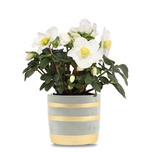 Helleborus n. Christmas Carol 9cm in betonpot gouden strepen