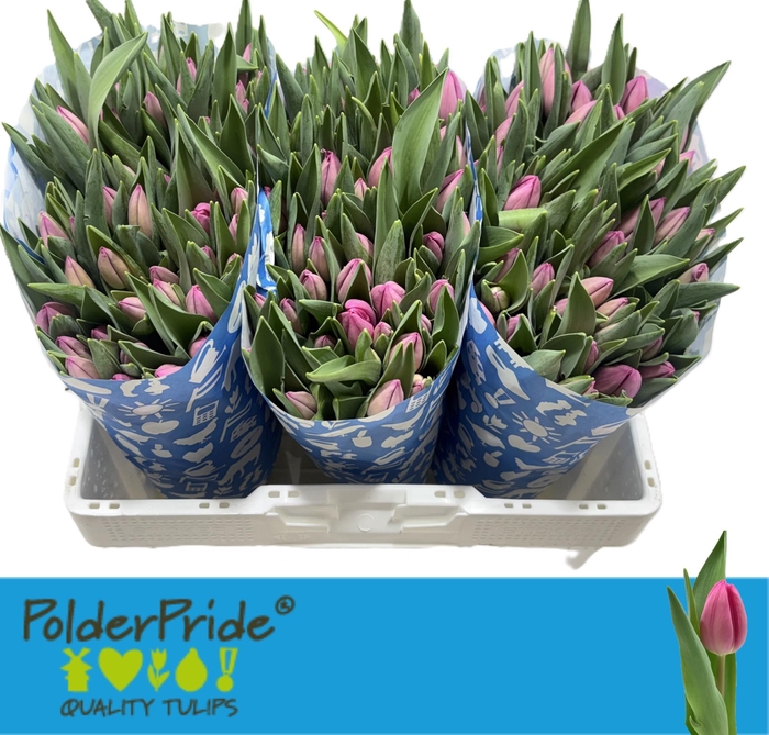 <h4>TU EN LINCOLN</h4>