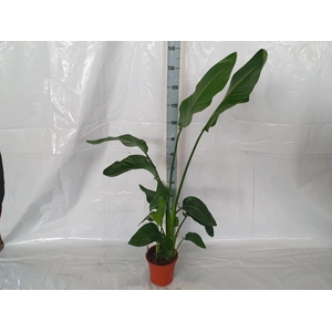 STRELITZIA NICOLAI