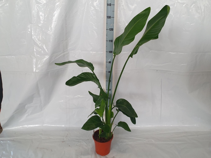 <h4>STRELITZIA NICOLAI</h4>