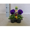 Viola wittrockiana sixpack F1 Blue Blotch