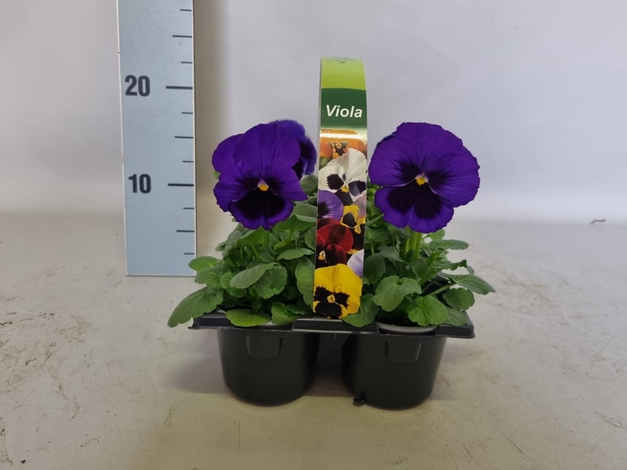Viola wittrockiana sixpack F1 Blue Blotch