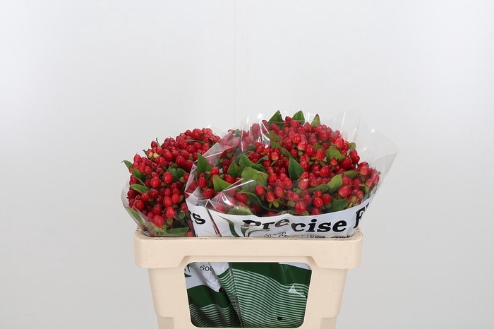 <h4>Hyp Mag Triumph</h4>