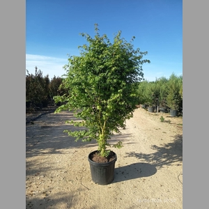 ACER PALMATUM