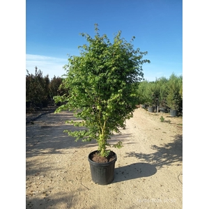 ACER PALMATUM