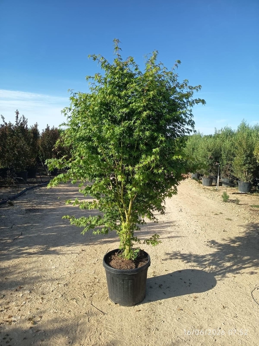 <h4>ACER PALMATUM</h4>