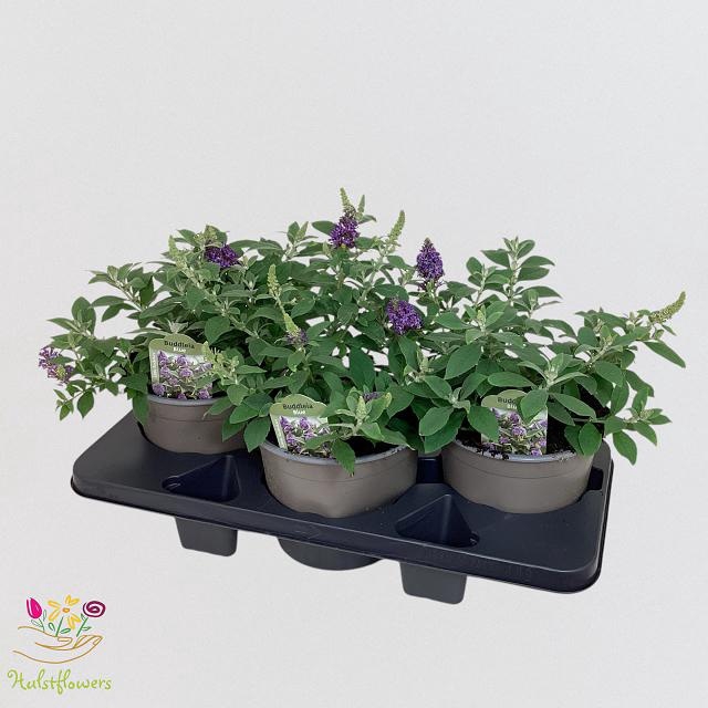 <h4>BUDD BFC LITT PURPLE</h4>