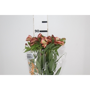 ALSTROEMERIA MILOS 080 CM