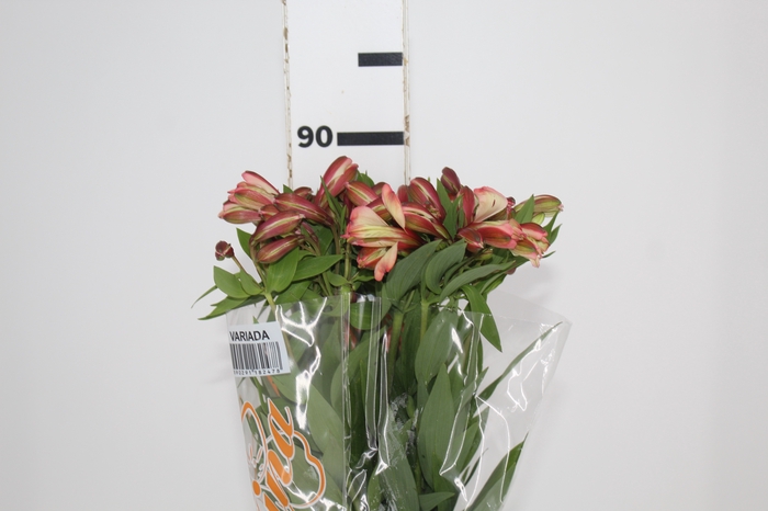 <h4>ALSTROEMERIA MILOS 080 CM</h4>