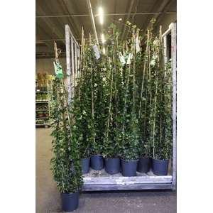 Hede Hibernica Piramide